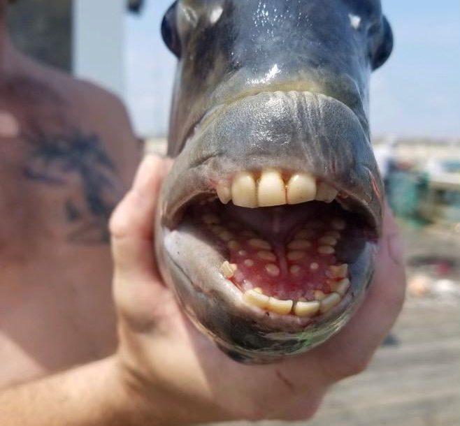 أمريكي يصطاد سمكة “بأسنان بشرية” في كارولينا الشمالية