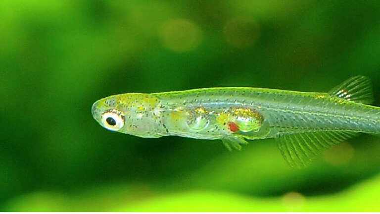اكتشاف سمكة شفافة بدماغ صغير