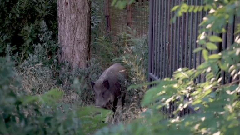 الخنازير البرية تغزو روما