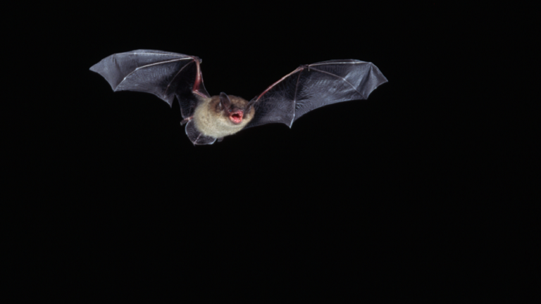 اكتشاف فيروس جديد كامن في الخفافيش