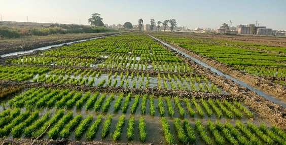 خطة حكومية خاصة بزراعة الشلب للموسم الصيفي الحالي